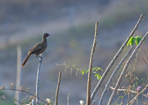 Rufous-vented Chachalaca