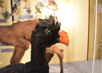 Rufous-vented Chachalaca