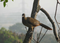 Rufous-vented Chachalaca