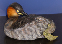 Rufous-vented Grebe
