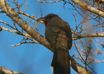 Rufous-vented Ground-Cuckoo