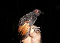 Rufous-vented Ground-Cuckoo
