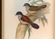 Rufous-vented Sibia