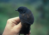 Rufous-vented Tapaculo