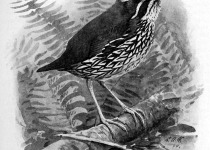 Rufous-vented Tapaculo