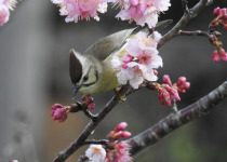 Rufous-vented Yuhina