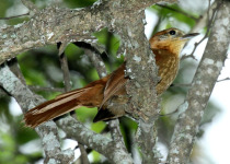Rufous-webbed Brilliant