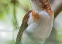 Rufous Whistler