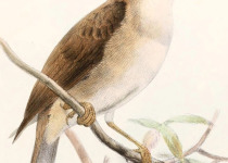 Rufous Whistler