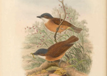 Rufous Whistler