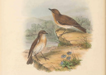 Rufous Whistler