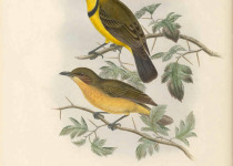 Rufous Whistler