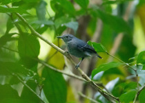 Rufous-winged Antwren