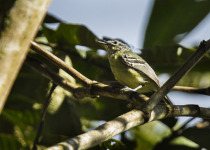 Rufous-winged Antwren