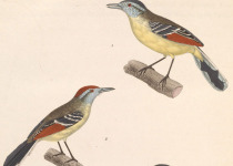 Rufous-winged Antwren