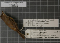 Rufous-winged Antwren