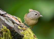 Rufous-winged Fulvetta