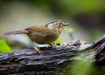 Rufous-winged Fulvetta