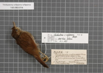 Rufous-winged Illadopsis