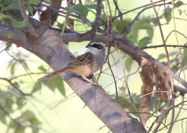 Rufous-winged Sparrow