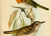 Rufous-winged Tyrannulet