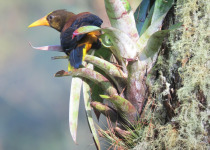 Russet-backed Oropendola