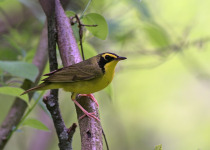 Russet-crowned Warbler