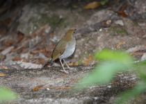 Russet Nightingale-Thrush