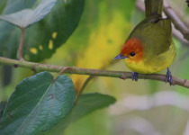Rust-and-yellow Tanager