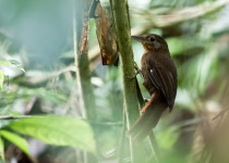 Rusty-backed Antwren