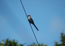 Rusty-backed Antwren
