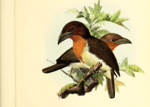 Rusty-backed Antwren