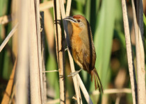 Rusty-backed spinetail