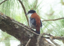Rusty-belted Tapaculo