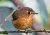 Rusty-breasted Antpitta