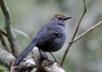 Rusty-breasted Antpitta