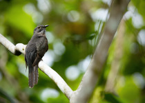 Rusty-breasted Cuckoo