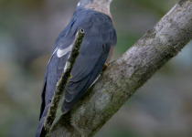 Rusty-breasted Cuckoo