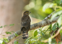 Rusty-breasted Cuckoo