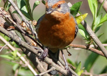 Rusty-browed Warbling Finch