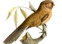 Rusty-capped Fulvetta