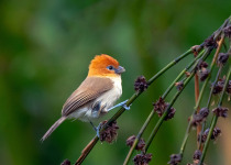 Rusty-capped Fulvetta