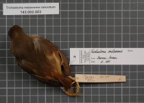 Rusty-capped Fulvetta