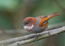 Rusty-capped Fulvetta