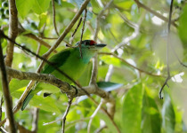 Rusty-cheeked hornbill