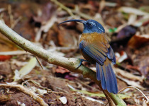 Rusty-cheeked scimitar babbler
