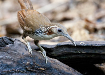 Rusty-cheeked Scimitar Babbler