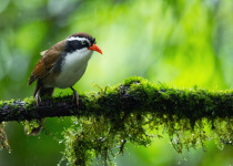 Rusty-cheeked scimitar babbler