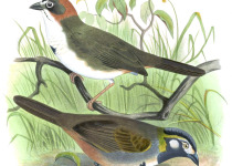 Rusty-crowned Ground Sparrow