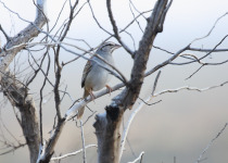 Rusty-crowned Ground Sparrow